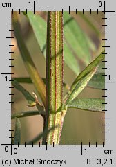 Vicia dasycarpa (wyka pstra)