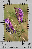 Vicia dasycarpa (wyka pstra)