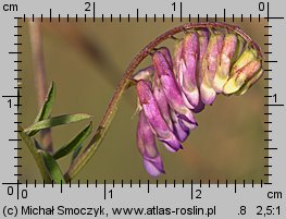 Vicia dasycarpa (wyka pstra)