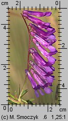 Vicia dasycarpa (wyka pstra)