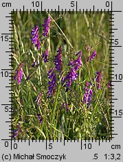 Vicia dasycarpa (wyka pstra)