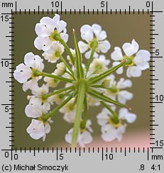 Chaerophyllum bulbosum (świerząbek bulwiasty)