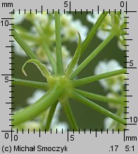 Chaerophyllum bulbosum (świerząbek bulwiasty)