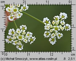 Chaerophyllum bulbosum (świerząbek bulwiasty)