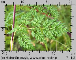 Chaerophyllum bulbosum (świerząbek bulwiasty)