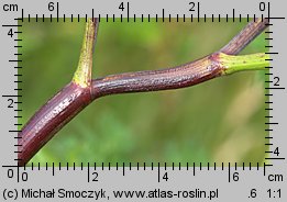 Chaerophyllum bulbosum (świerząbek bulwiasty)