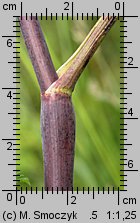 Chaerophyllum bulbosum (świerząbek bulwiasty)