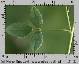 Melilotus officinalis (nostrzyk żółty)