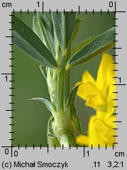 Medicago ×varia (lucerna pośrednia)