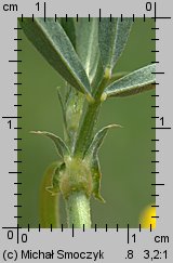 Medicago ×varia (lucerna pośrednia)