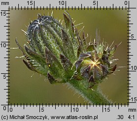 Picris hieracioides ssp. hieracioides (goryczel jastrzębcowaty typowy)