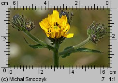 Picris hieracioides ssp. hieracioides (goryczel jastrzębcowaty typowy)