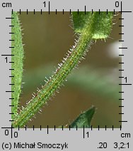 Picris hieracioides ssp. hieracioides (goryczel jastrzębcowaty typowy)