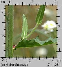 Picris hieracioides ssp. hieracioides (goryczel jastrzębcowaty typowy)