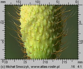 Papaver rhoeas var. rhoeas (mak polny typowy)