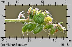 Medicago lupulina (lucerna nerkowata)