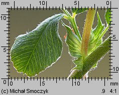 Medicago lupulina (lucerna nerkowata)