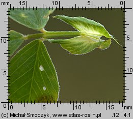 Medicago lupulina (lucerna nerkowata)