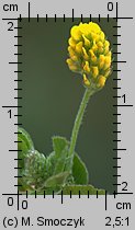 Medicago lupulina (lucerna nerkowata)