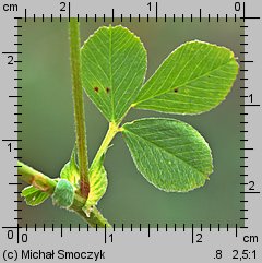 Medicago lupulina (lucerna nerkowata)