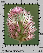 Trifolium arvense (koniczyna polna)