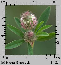 Trifolium arvense (koniczyna polna)