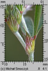 Trifolium arvense (koniczyna polna)