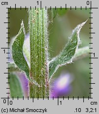 Vicia villosa (wyka kosmata)