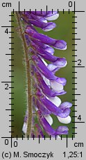 Vicia villosa (wyka kosmata)