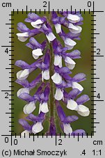 Vicia villosa (wyka kosmata)