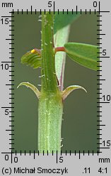 Coronilla varia (cieciorka pstra)