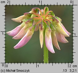 Coronilla varia (cieciorka pstra)