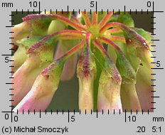 Coronilla varia (cieciorka pstra)