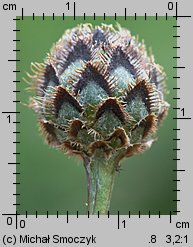 Centaurea scabiosa (chaber driakiewnik)