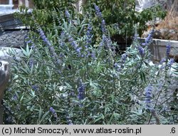 Vitex agnus-castus (niepokalanek pospolity)