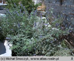 Vitex agnus-castus (niepokalanek pospolity)