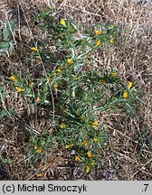 Scolymus hispanicus (oseciec hiszpański)