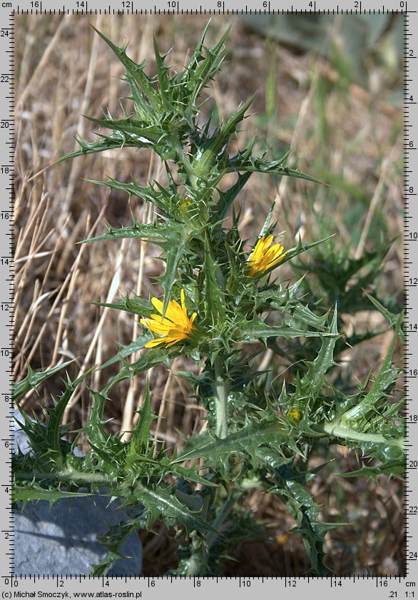 Scolymus hispanicus (oseciec hiszpański)