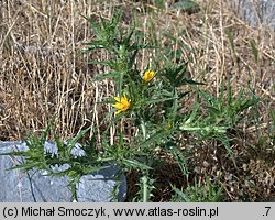 Scolymus hispanicus (oseciec hiszpański)