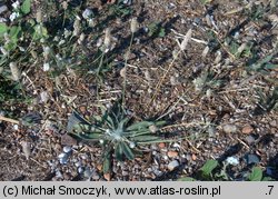 Plantago lagopus (babka arktyczna)