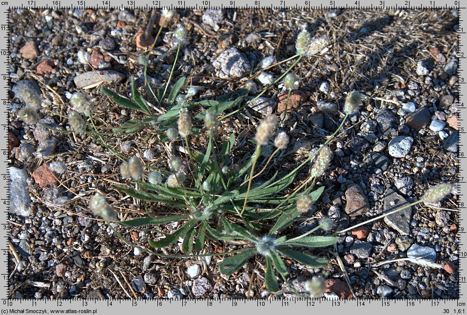 Plantago lagopus (babka arktyczna)