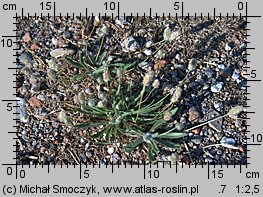 Plantago lagopus (babka arktyczna)