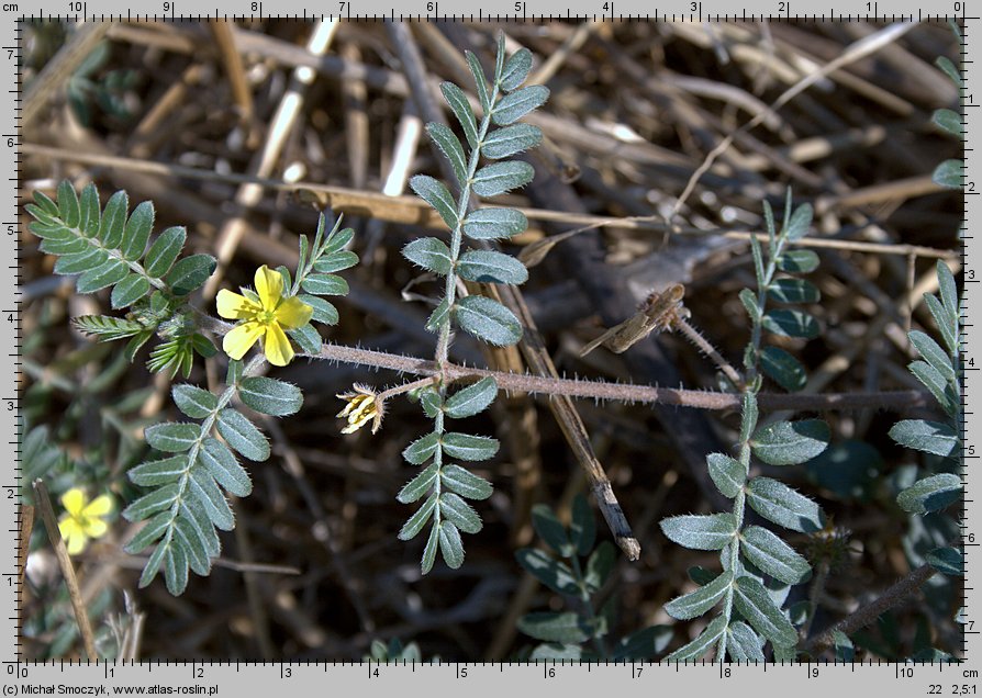 Tribulus terrestris (buzdyganek naziemny)