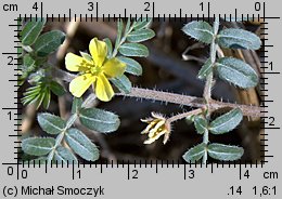 Tribulus terrestris (buzdyganek naziemny)