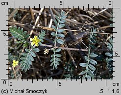 Tribulus terrestris (buzdyganek naziemny)