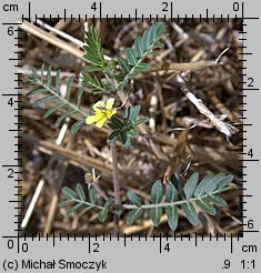 Tribulus terrestris (buzdyganek naziemny)