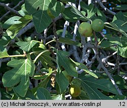 Ficus carica (figowiec właściwy)