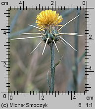 Centaurea solstitialis (chaber wełnisty)