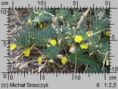 Ajuga chia (dąbrówka podolska)