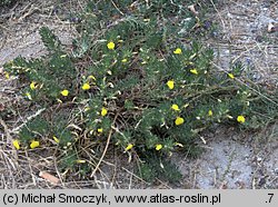 Ajuga chia (dąbrówka podolska)